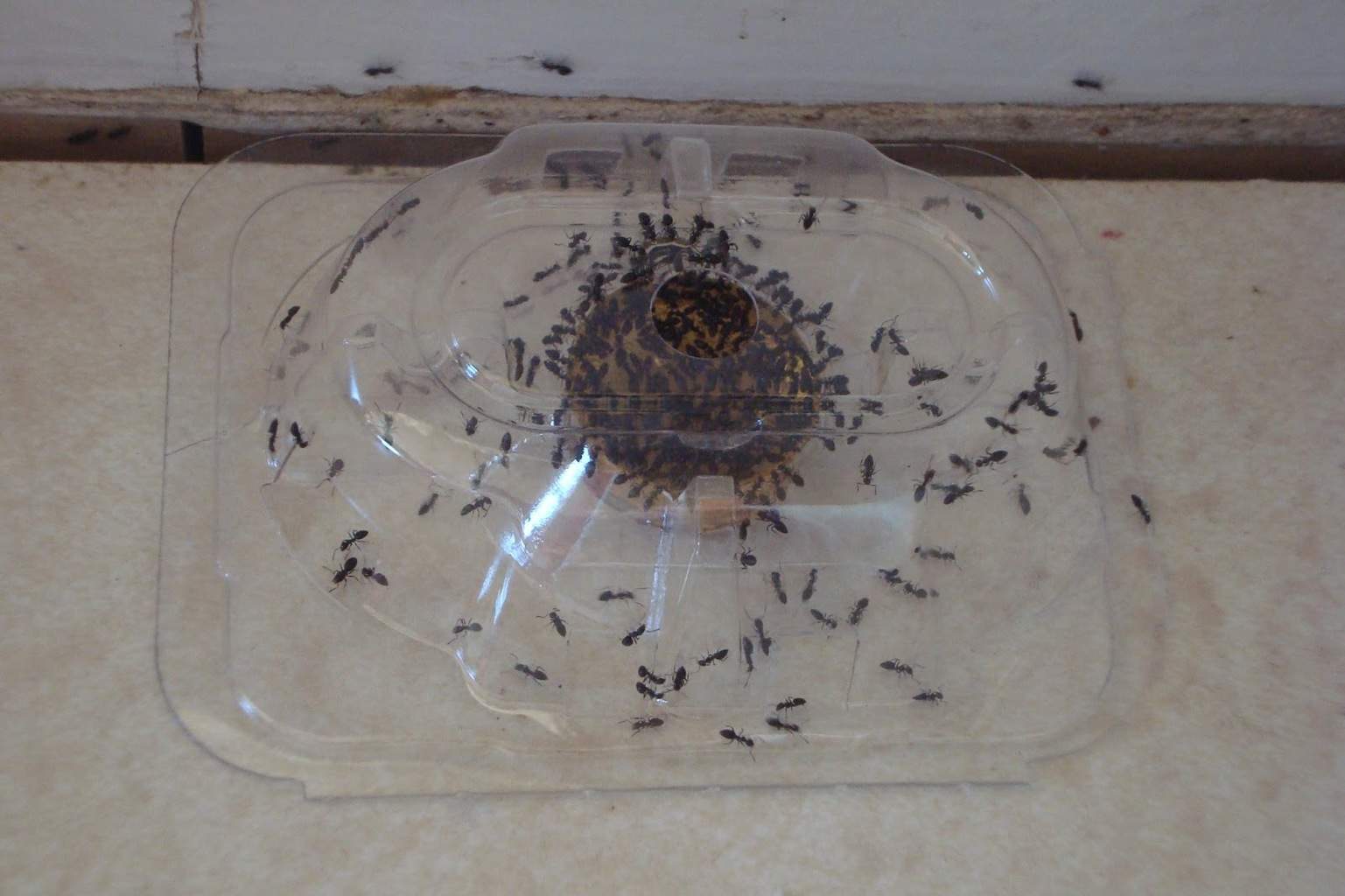 Как избавиться от муравьев на участке навсегда!